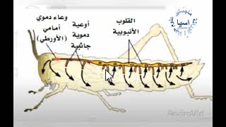 النقل في اللافقريات ... جهاز الدوران في الحشرات(الجرادة)