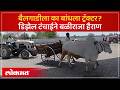 Diesel टंचाईमुळे शेतकऱ्यांचा संताप.. बुलढाण्यात शेतकऱ्यानं ट्रॅक्टर बैलगाडीनं ओढत का आणला?