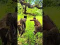 Traditional Hunters Hunt for Food in the African Bush#short #hadzabetribe