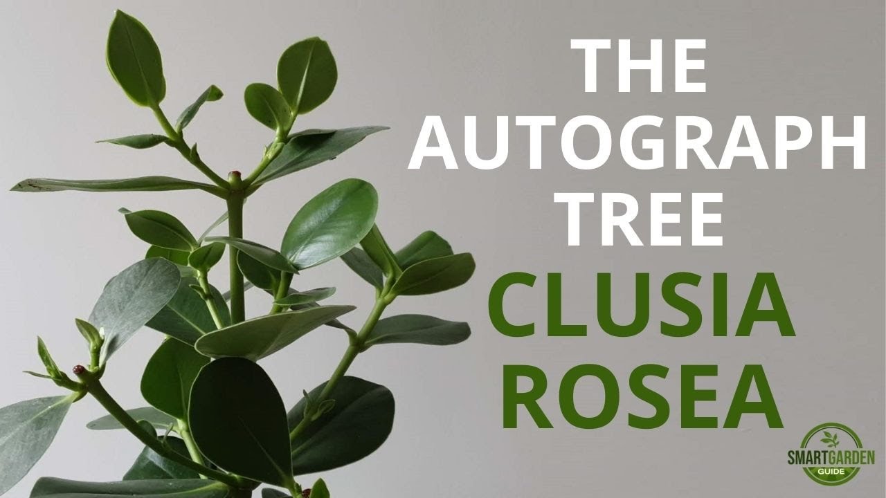 Clusia Rosea Care - Essential Tips For Growing An Autograph Tree