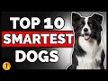 TOP 10 SMARTEST DOG BREEDS