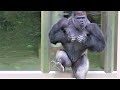 シャバーニと息子キヨマサ 76  Dad Shabani & son Kiyomasa