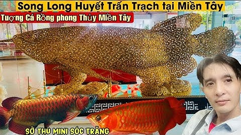 Cặp Cá Rồng huyết Long khủng và Tượng Cá Rồng to nhất Miền Tây - Thái Salem vê lốc