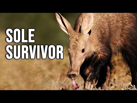 AARDVARK ─ The Sole Living Member of his Mammalian Family