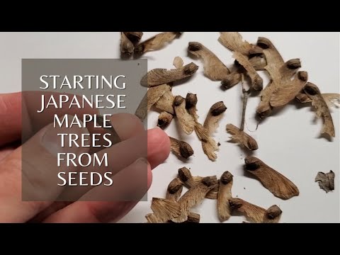 Growing Japanese Maple Trees from seed  (Part 1 Stratification)