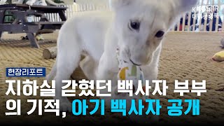 Miracle of a White Lion Couple Trapped in a Basement: Baby White Lion Revealed [Field Report] 251218