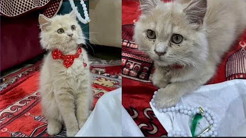 Video 7542721: persian cat funny, cats dogs kittens funnycats