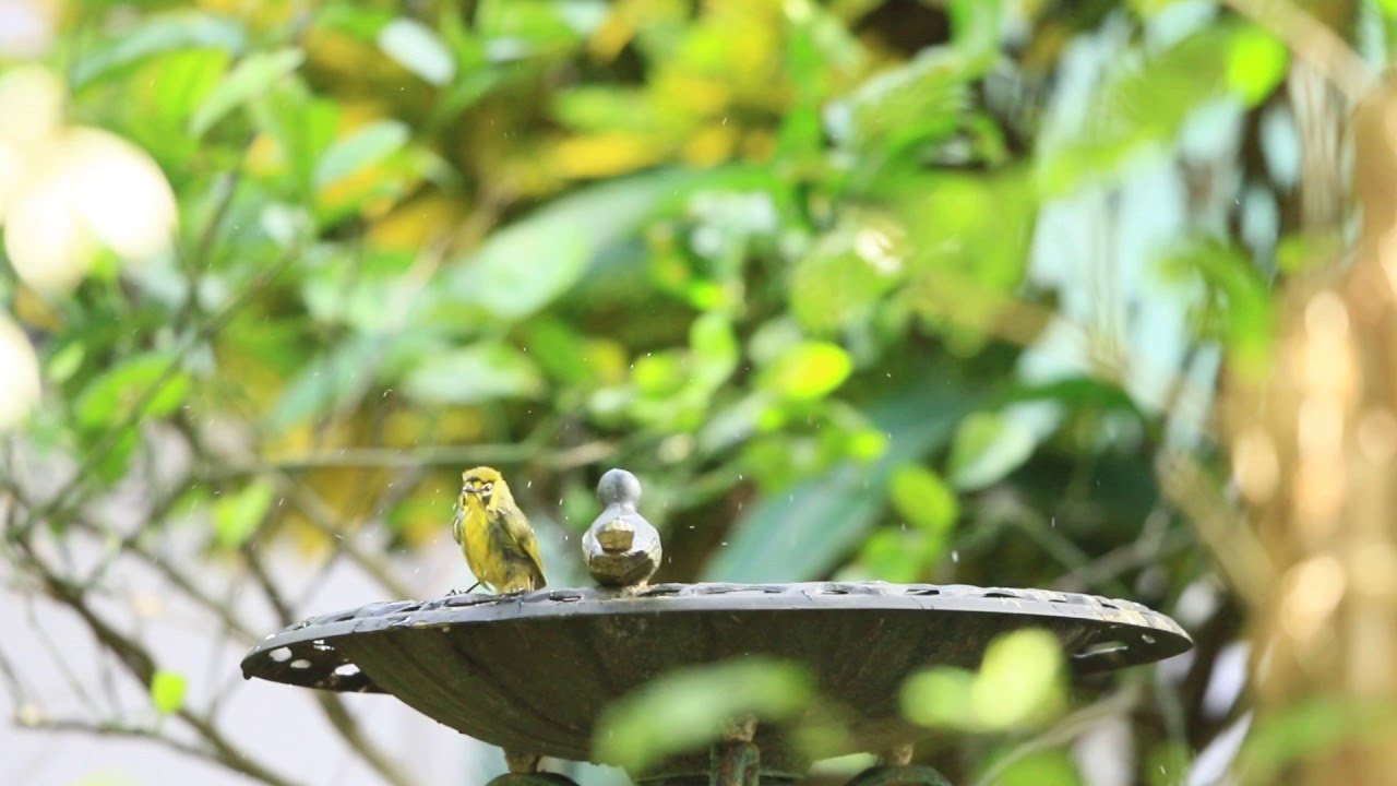 ♪鳥くん野鳥動画（小笠原・母島Ogasawara,Japan）メグロBoninHoney Eater - YouTube