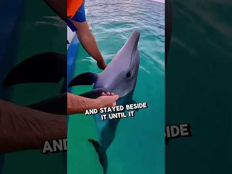 This Fish Is Cute Shorts Dolphin 