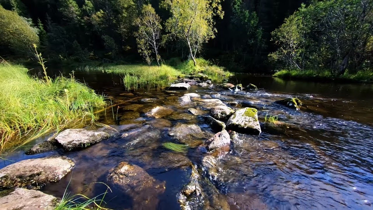 Relaxing Nature Sound Of A River Stream In The Autumn Forest Youtube