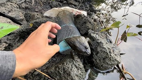 Bài Mồi Chưa Tới 10K Mà Ếch Chạy Thấy Ham – Không Thể Tin Nổi!