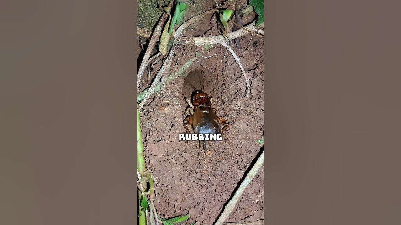 A Cricket Chirps in the Night A Cricket Chirps in the Night