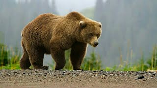 HOW DO BEARS SLEEP ALL WINTER