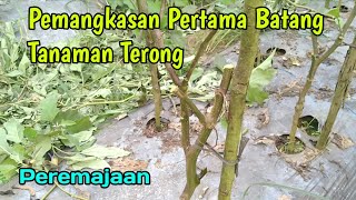 Pemangkasan pertama batang tanaman terong