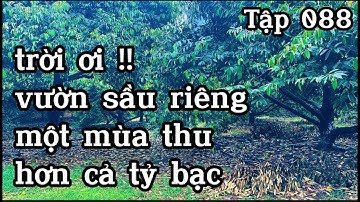 chú vĩnh cần nhượng lại vườn sầu riêng khủng tại bà rịa vũng tàu để xoay sở công việc gia đình