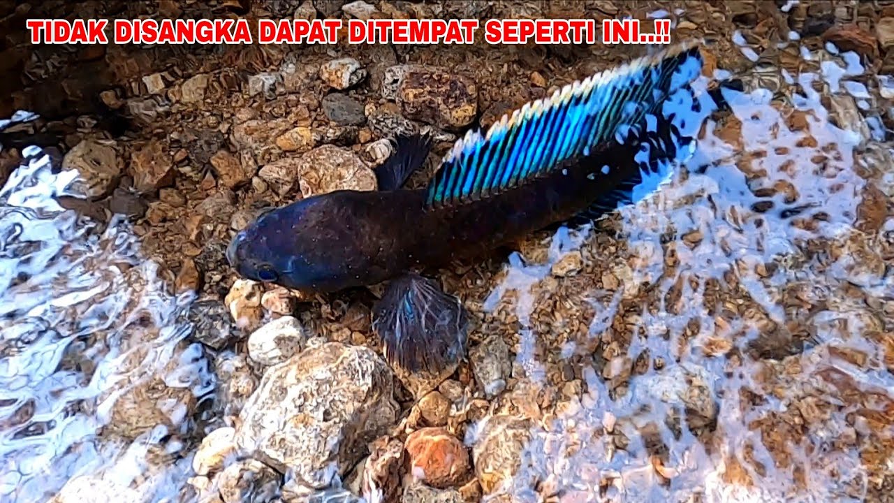 REKOORR..!! PERTAMA KALI DAPAT CHANNA LIMBATA SEMEWAH INI || Mancing Ikan Channa Limbata Gondrong