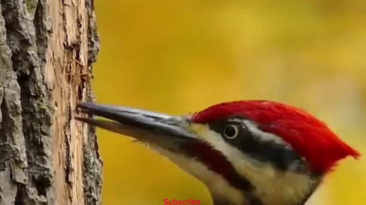 Pileated woodpecker call - YouTube