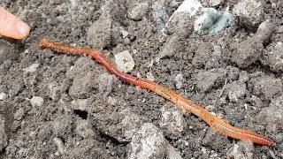 Longest British Earthworm I've ever seen in England