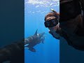 Swimming with Orca Family 🎬 Sayuri Watanabe #Shorts #Whale