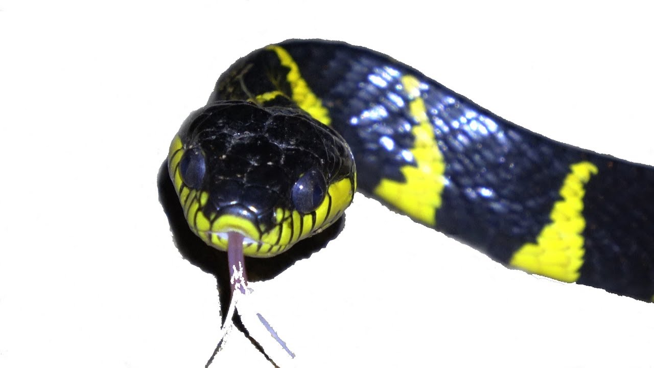 Searching for Snakes in Singapore