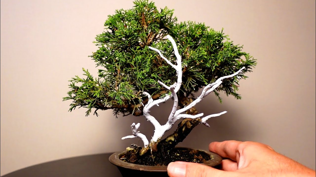 真柏のシャリに絵の具を塗る。Chinese Juniper 2021.9.25 - YouTube