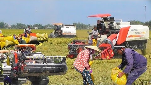 máy cắt 120 đua với máy 70 cắt lúa ô em 18 giá lúa ô em 18 7500₫K tập14 #maibangtv