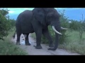 April 14, 2017- Very Large Elephant Bull in full Musth with James Hendry