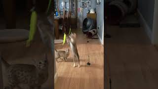 best kitten toy ever?  Anakin& Ahsoka doing their Jedi training. #kitten #ocicat #kittenplaying