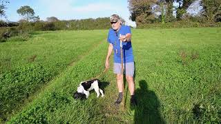 Quartering with the Pups by Working Springer Guernsey 460 views 7 months ago 16 minutes