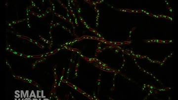 Dynamics of Hyphal Growth, Cytoplasmic Flow and Movement of Nuclei | 2024 Nikon Small World