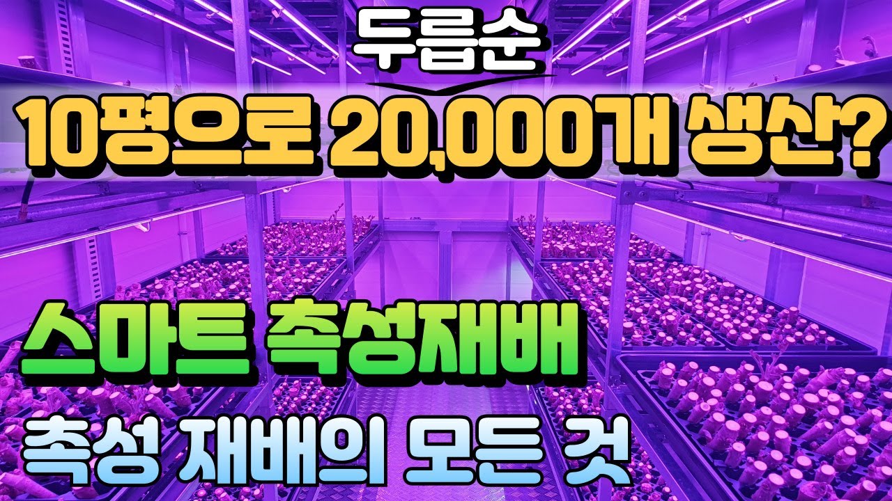 10평으로 20,000개의 순을 생산 할 수 있다고? 스마트 촉성재배