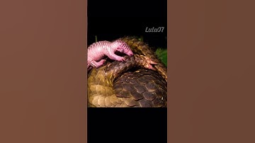 Sự Thật Về Loài Tê Tê Sắp Nguy Cơ Tuyệt Chủng #shorts #animals