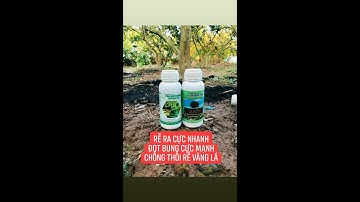 Phản hồi khách hàng sử dụng CPSH HLC trên vườn Sầu Riêng: Siêu ra rễ & Nấm đối kháng Trichoderma