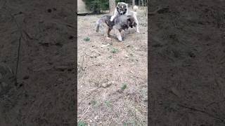 Брачные игры Кавказских овчарок #animal #собака #dog #животные #doglover #animaldog