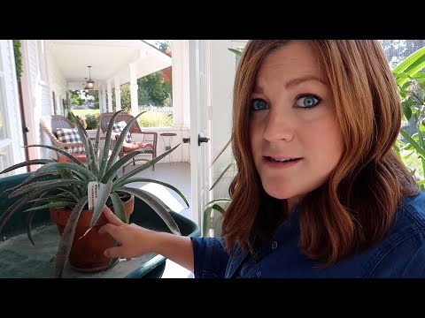 Video: Mealybug: jak zacházet s pokojovými rostlinami, foto
