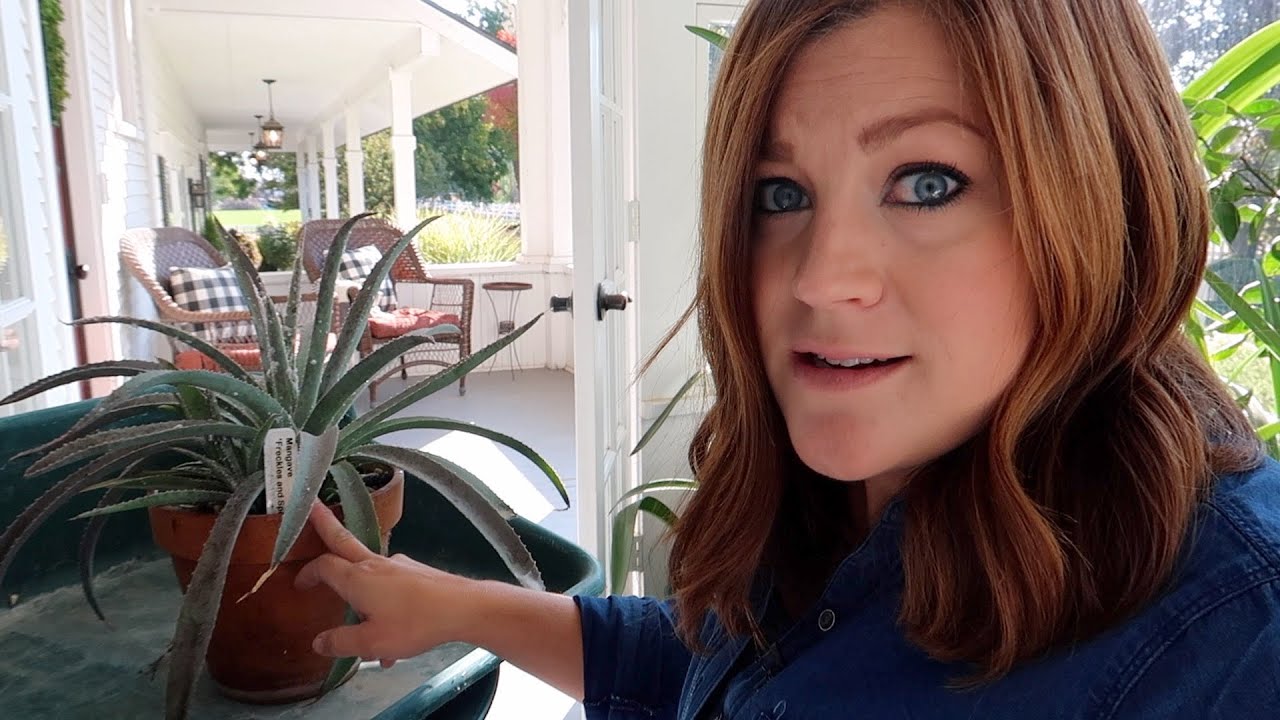 Taking Care of a BAD Mealybug Infestation! ๐๐คฆ♀️ // Garden Answer