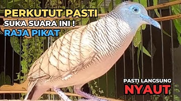 Perkutut Lokal Gacor Suara Paling Ampuh | Pancingan Burung Perkutut Agar Cepat Bunyi - Zebra Dove 09