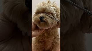 눈앞털 자르다 '이것'까지 잘라서 주둥이가 세모 됩니다 📐✂️ #강아지눈물자국 #셀프미용 #doggrooming