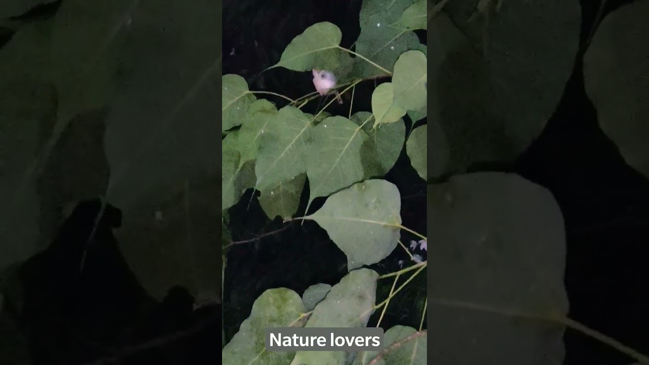 Tailer bird  seeps on the Boo plant 