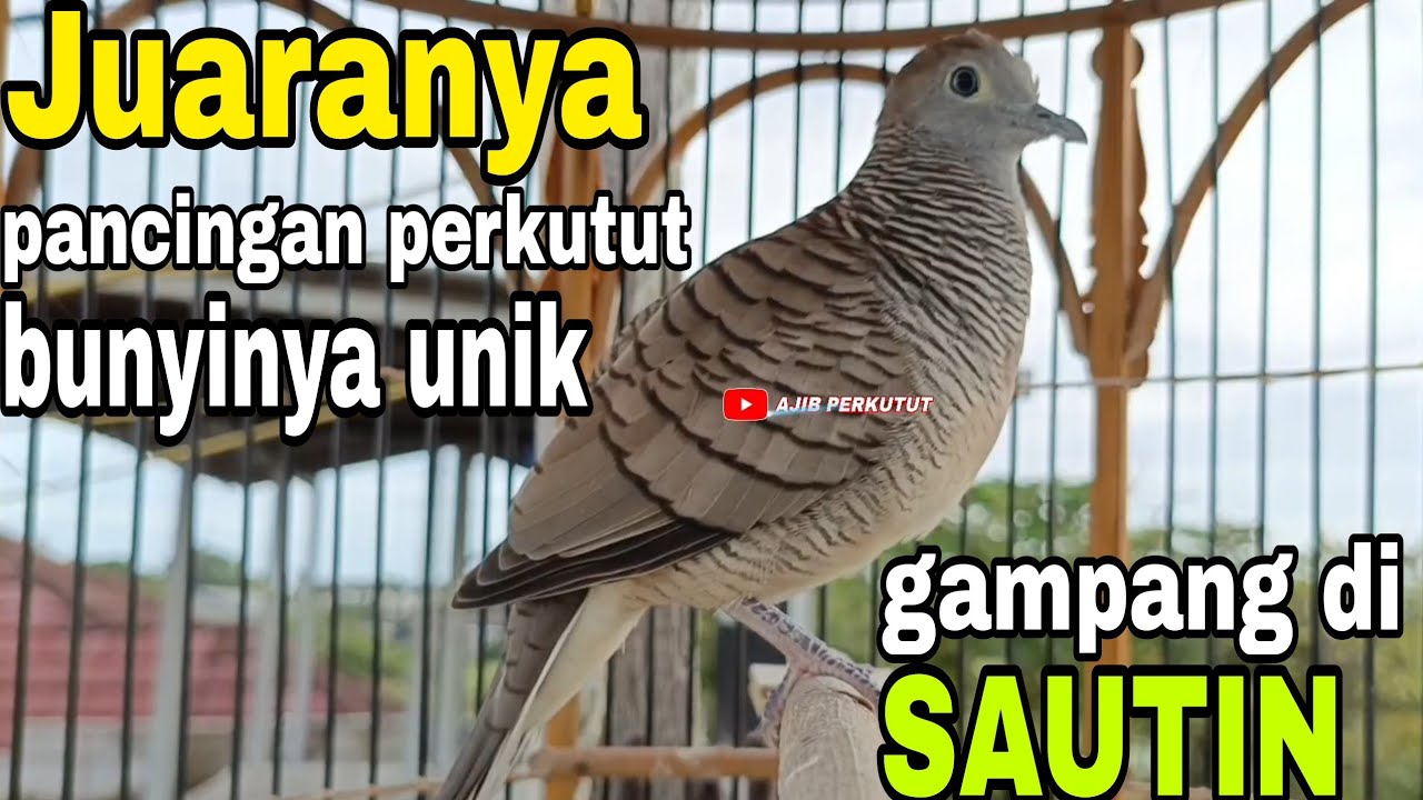 PERKUTUT LOKAL GACOR ANTI LAMA BIKIN BUNYI LANGSUNG RAME