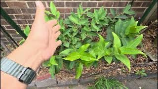 My Wax Jambu Slept Through Spring… But Rose Apple Just Woke Up!