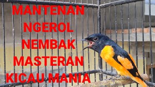 Burung mantenan gacor ngerol nembak