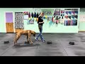 Zeus - Paws up/Step up Cue &amp; Benefits