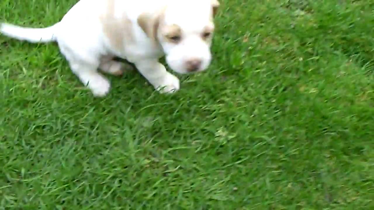 albino beagle puppy