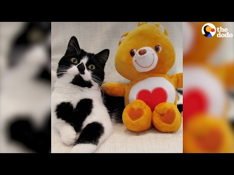 Cat Born With Heart On Her Chest | The Dodo