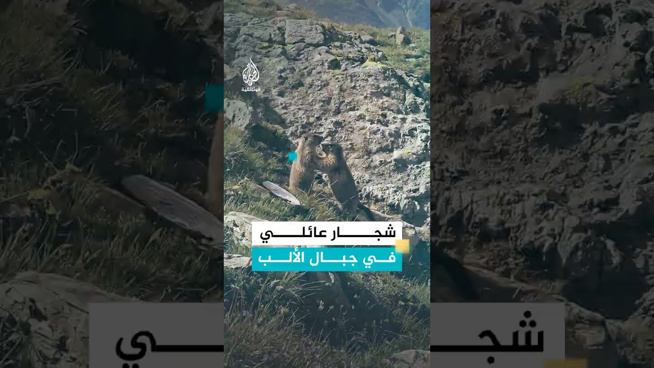 خمس ثوان قبل بدء الشجار