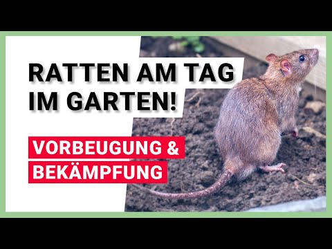Video: Ratten im Garten: Stöbern Ratten in Gärten und wo leben Ratten im Garten?