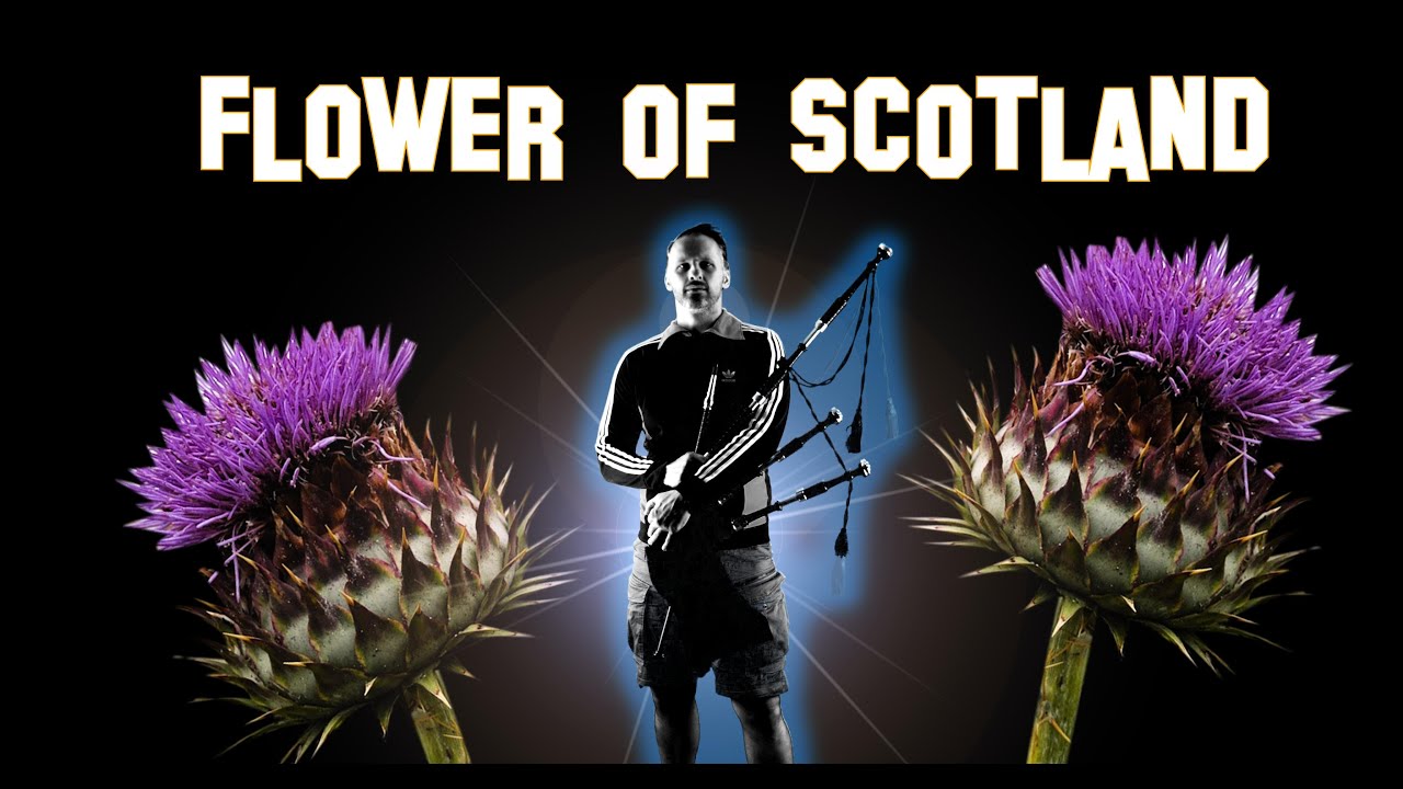 🎼 Flower of Scotland on bagpipes 🎼 YouTube
