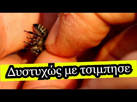 Βίντεο: Γιατί ένα τσίμπημα μελισσών είναι επικίνδυνο