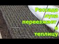 Лук репка из семян за один сезон. Часть 2. Пикировка, перевалка и вынос рассады лука в теплицу.